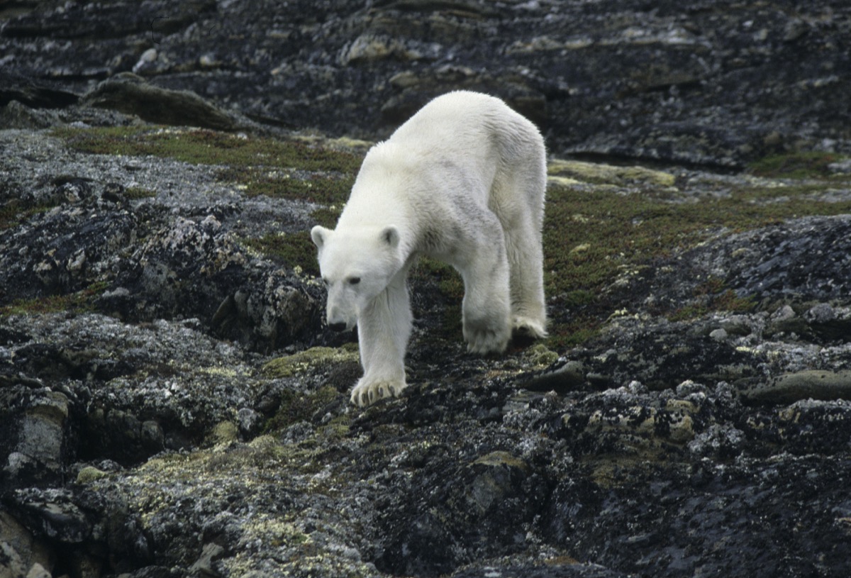 Land Bear's Страна производитель. Land Bear's. Co ours